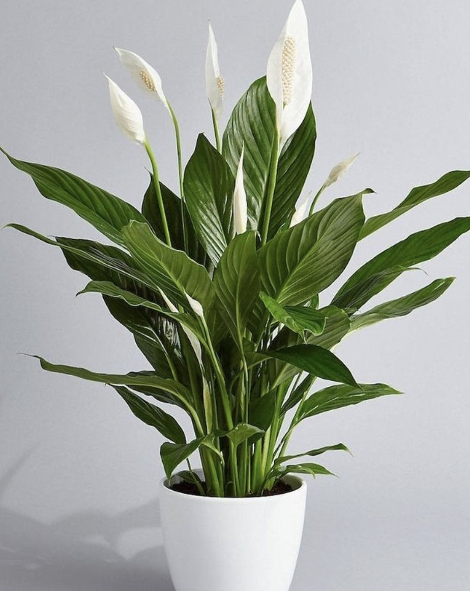 Seasonal flowering pot plant